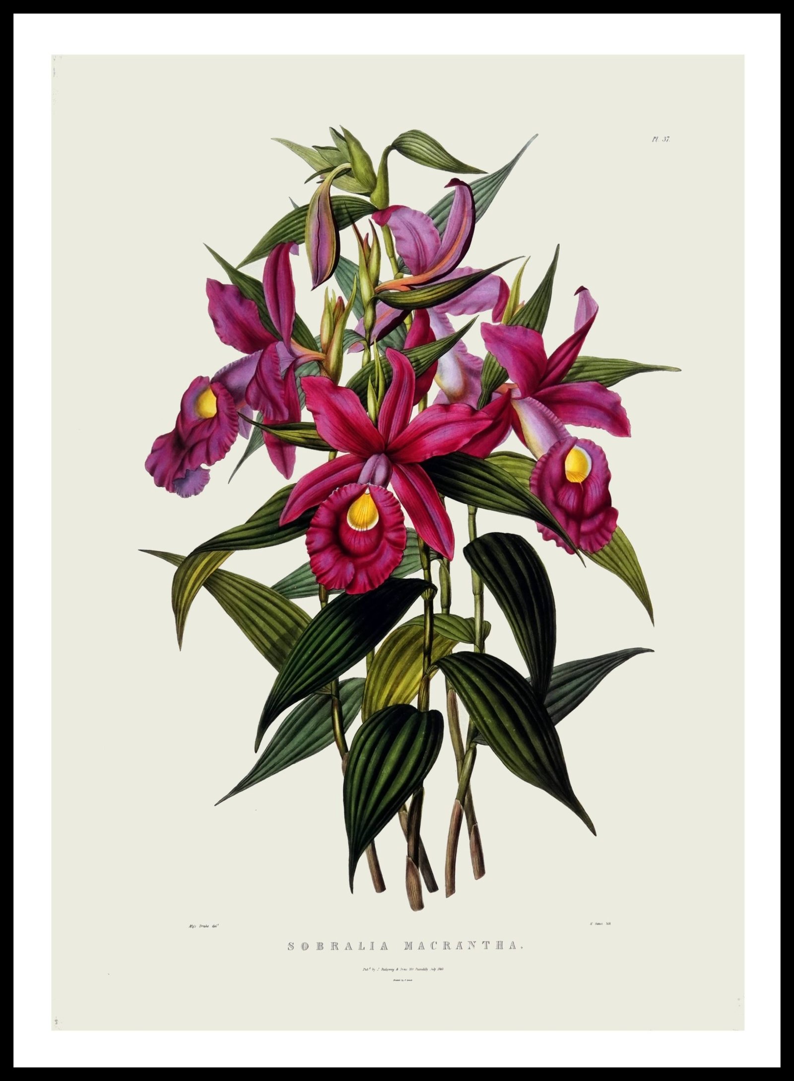 PTR AW05 Sobralia Macrantha (Antique Prints)